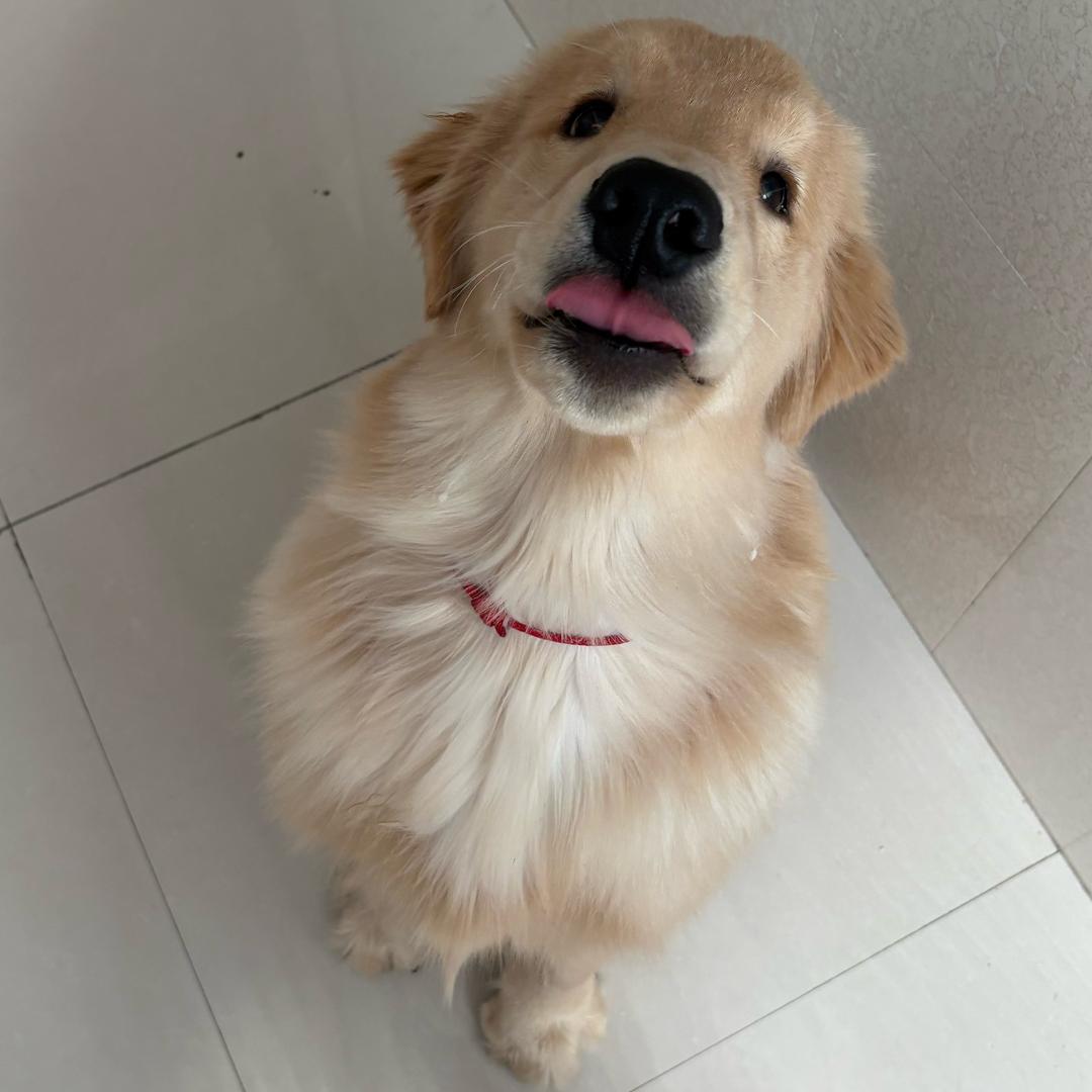 会飞的狗