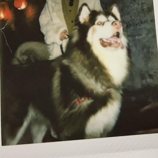 我的阿拉叫粒子