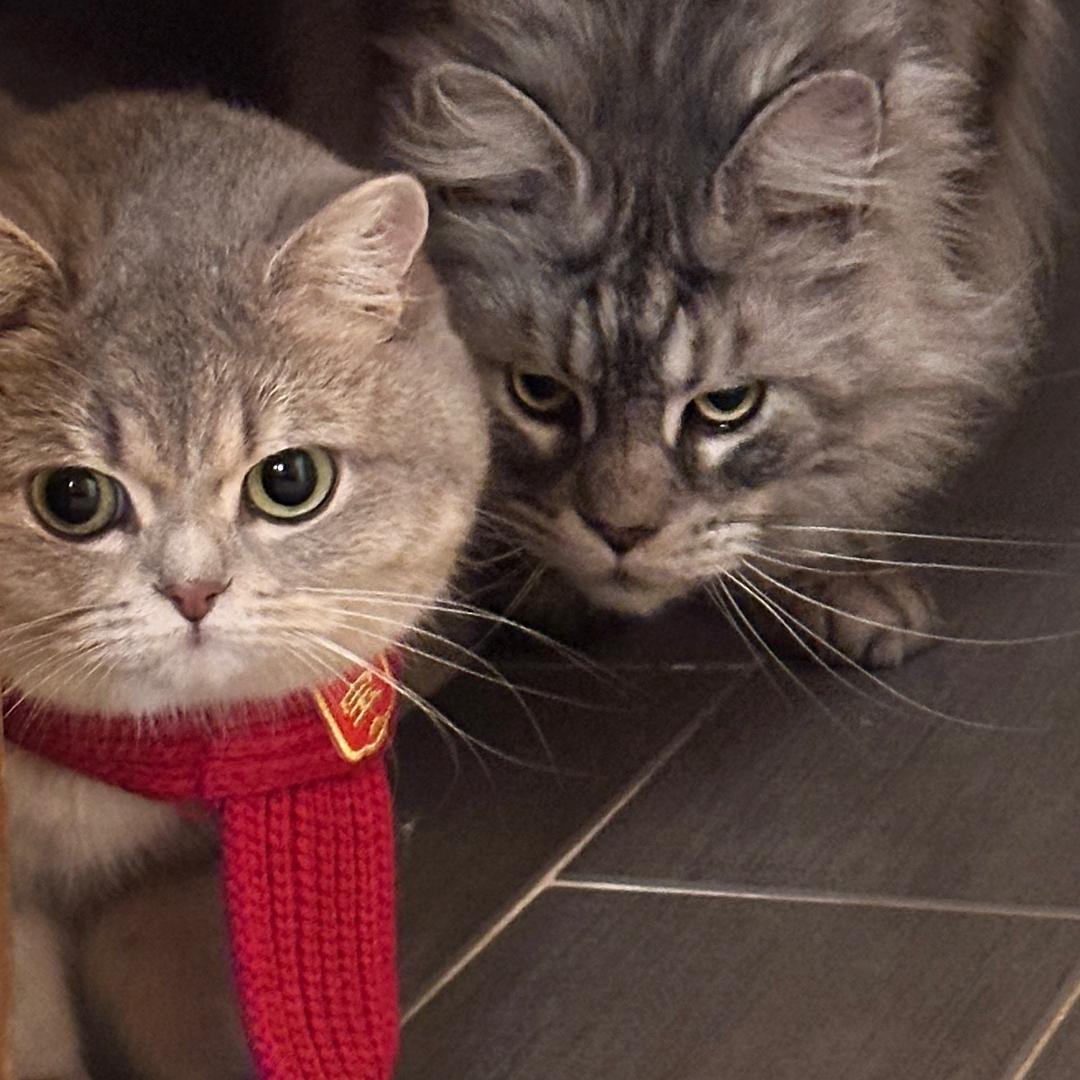 我的猫咪是大佬