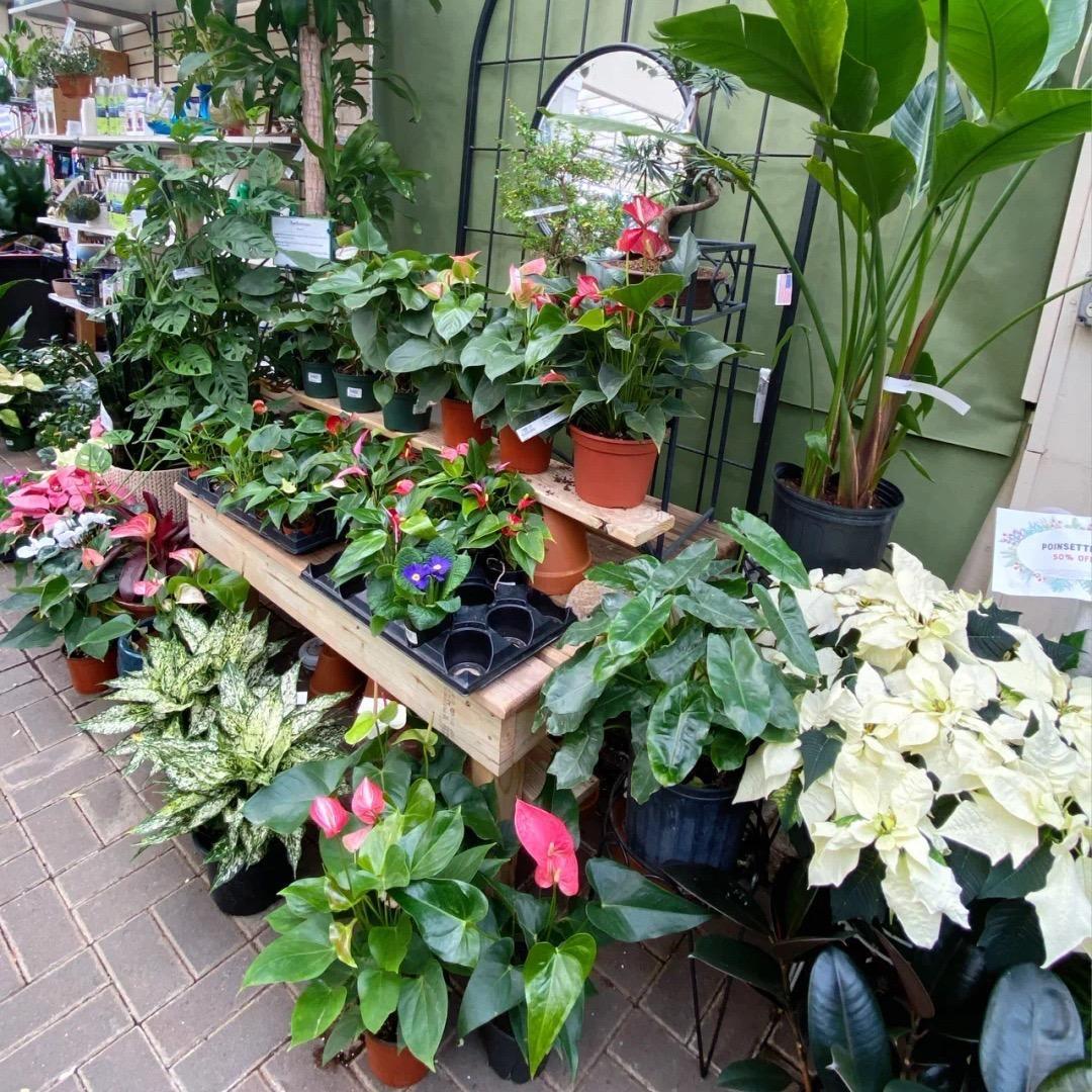 绿林花卉绿植