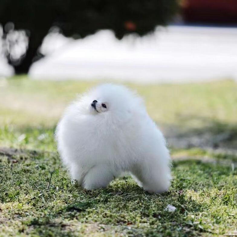 灿宠宠物