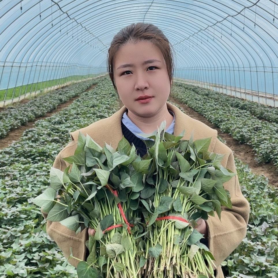 程小妹-红薯苗基地