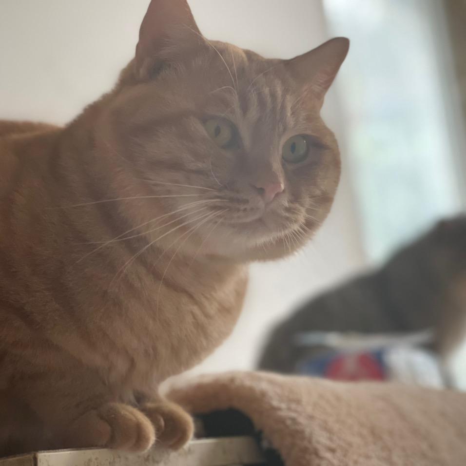 小七流浪猫狗小院
