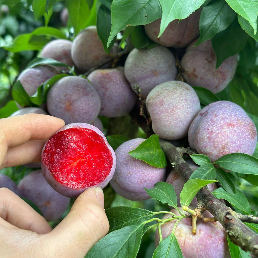 钱排镇鲜之味水果店