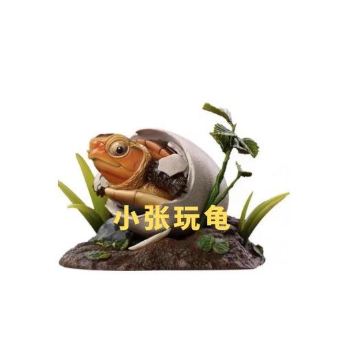 小张玩龟🐢