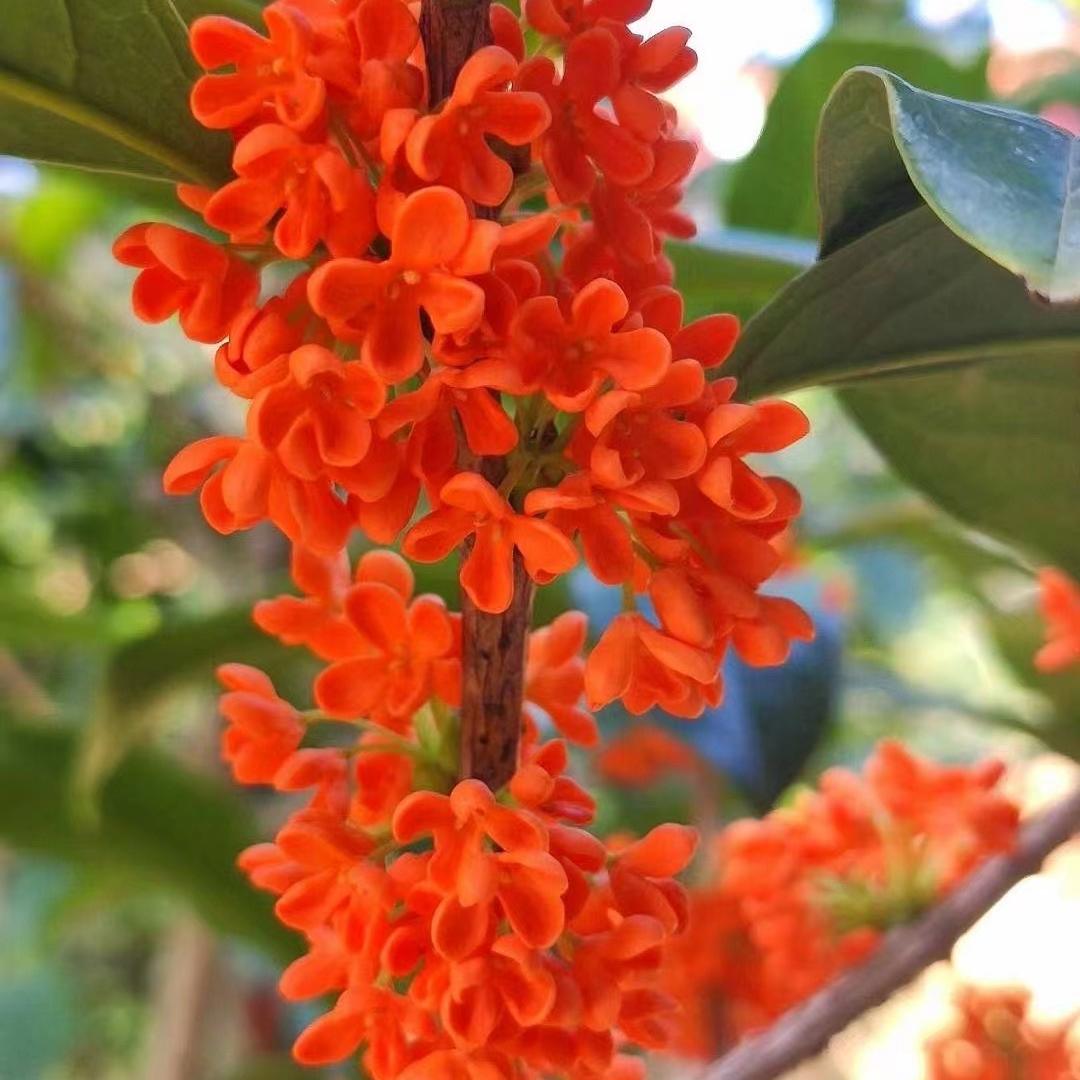 小二郎桂花