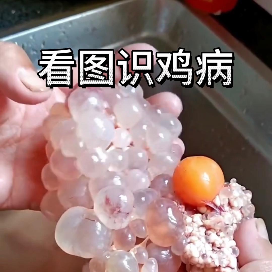 小杜养鸡技术