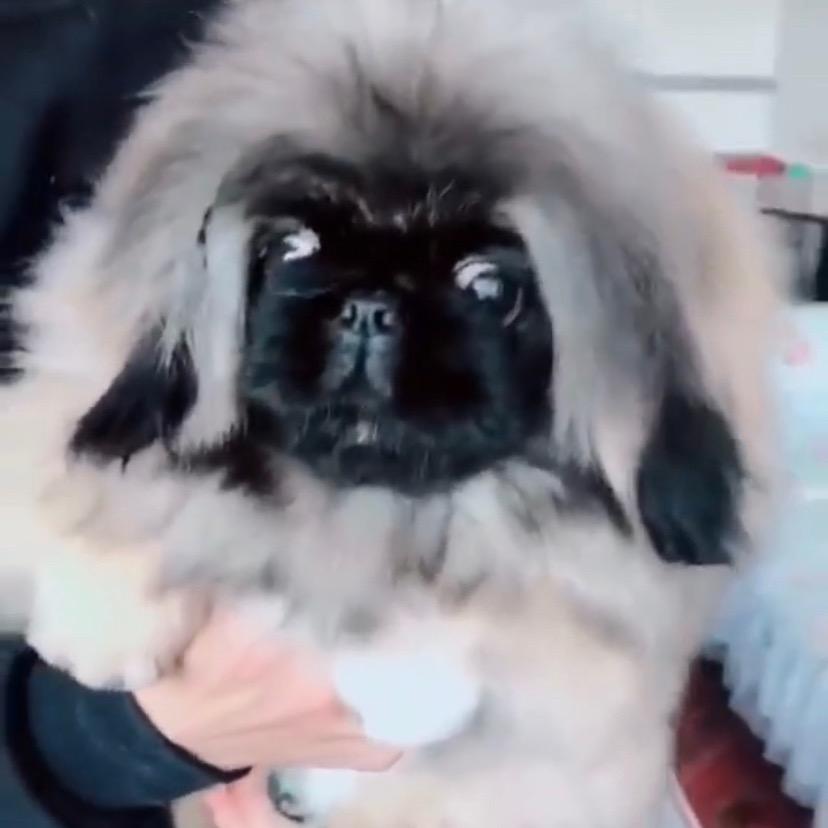 最爱北京犬