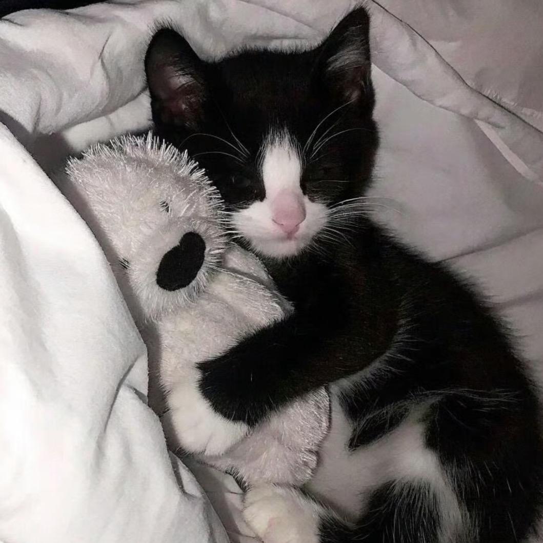 奶牛猫殿下