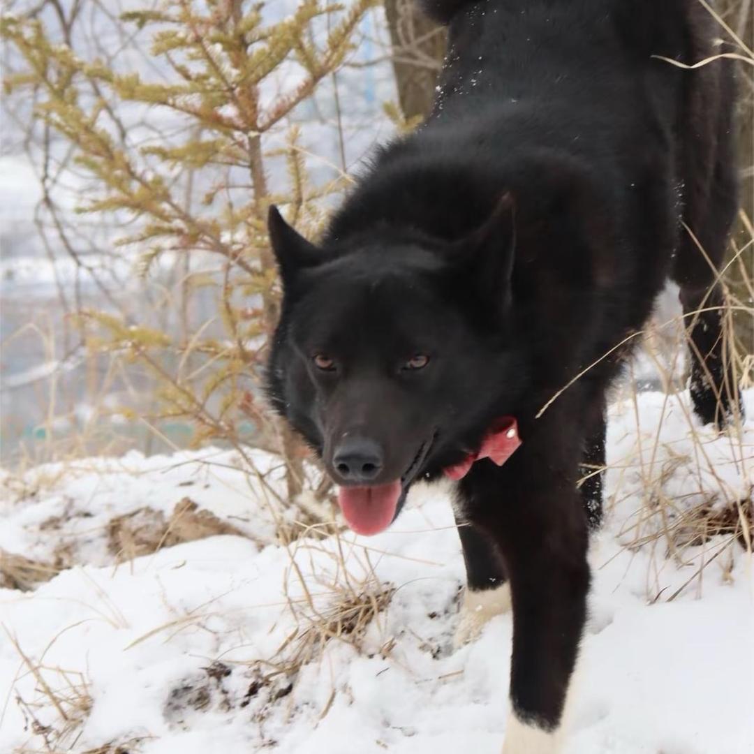 杨了个杨超爱小海挪