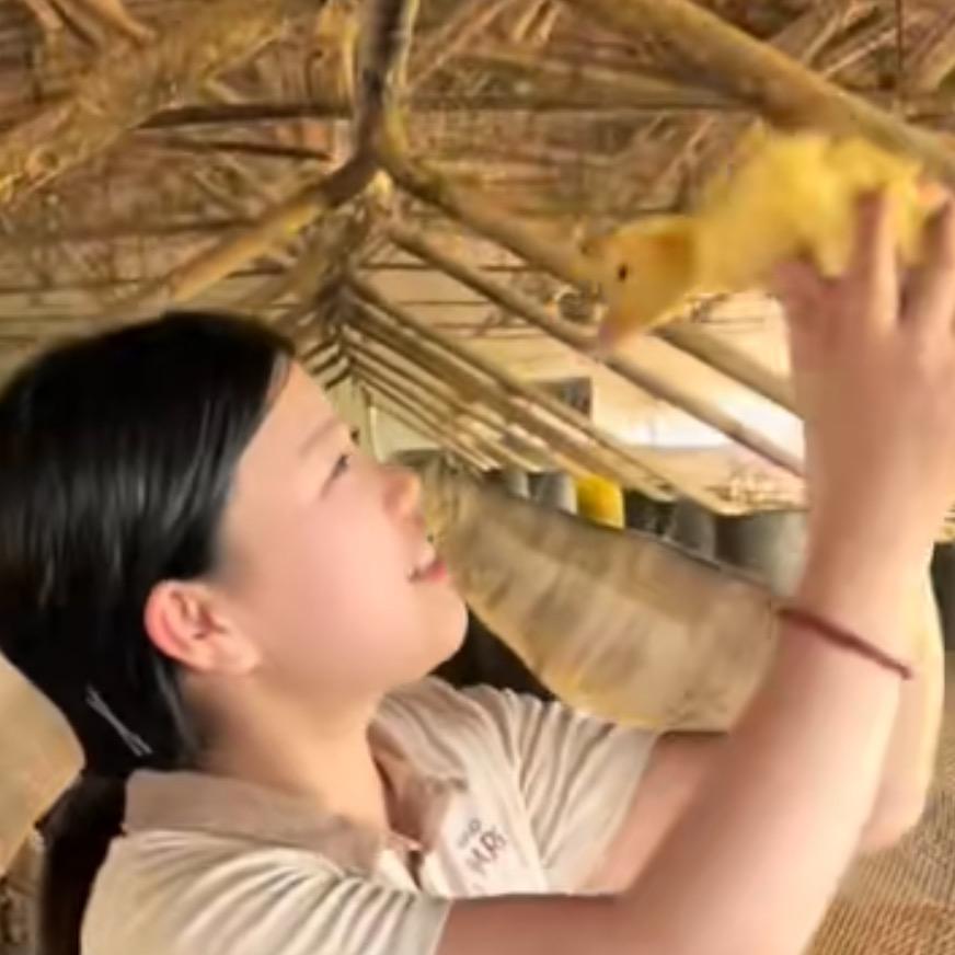 养鸭妹小虎牙