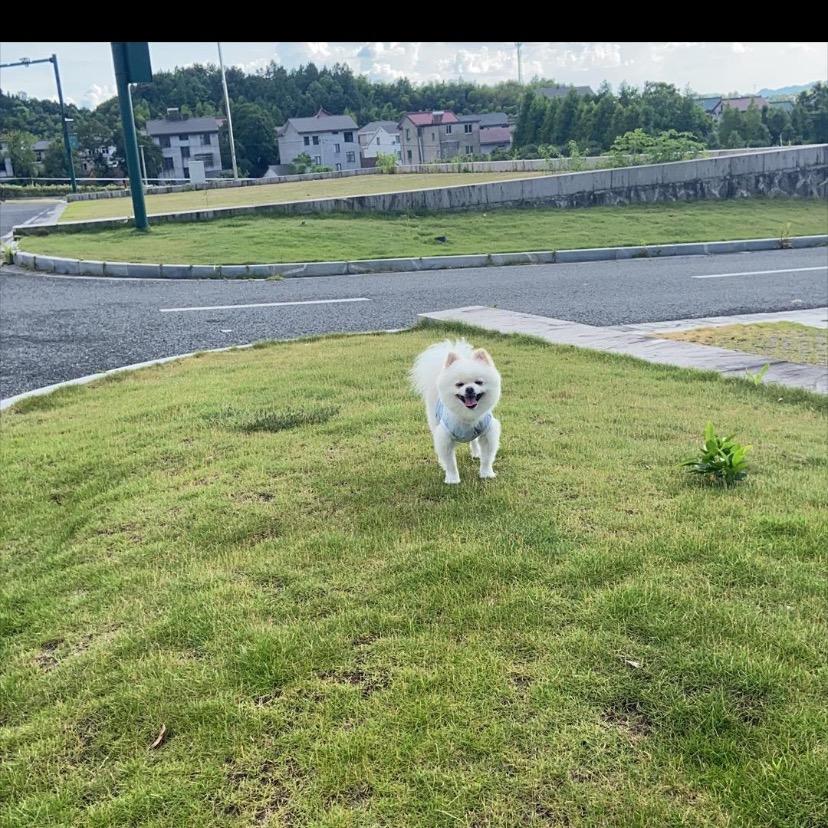 三哥(瀛洲商会)