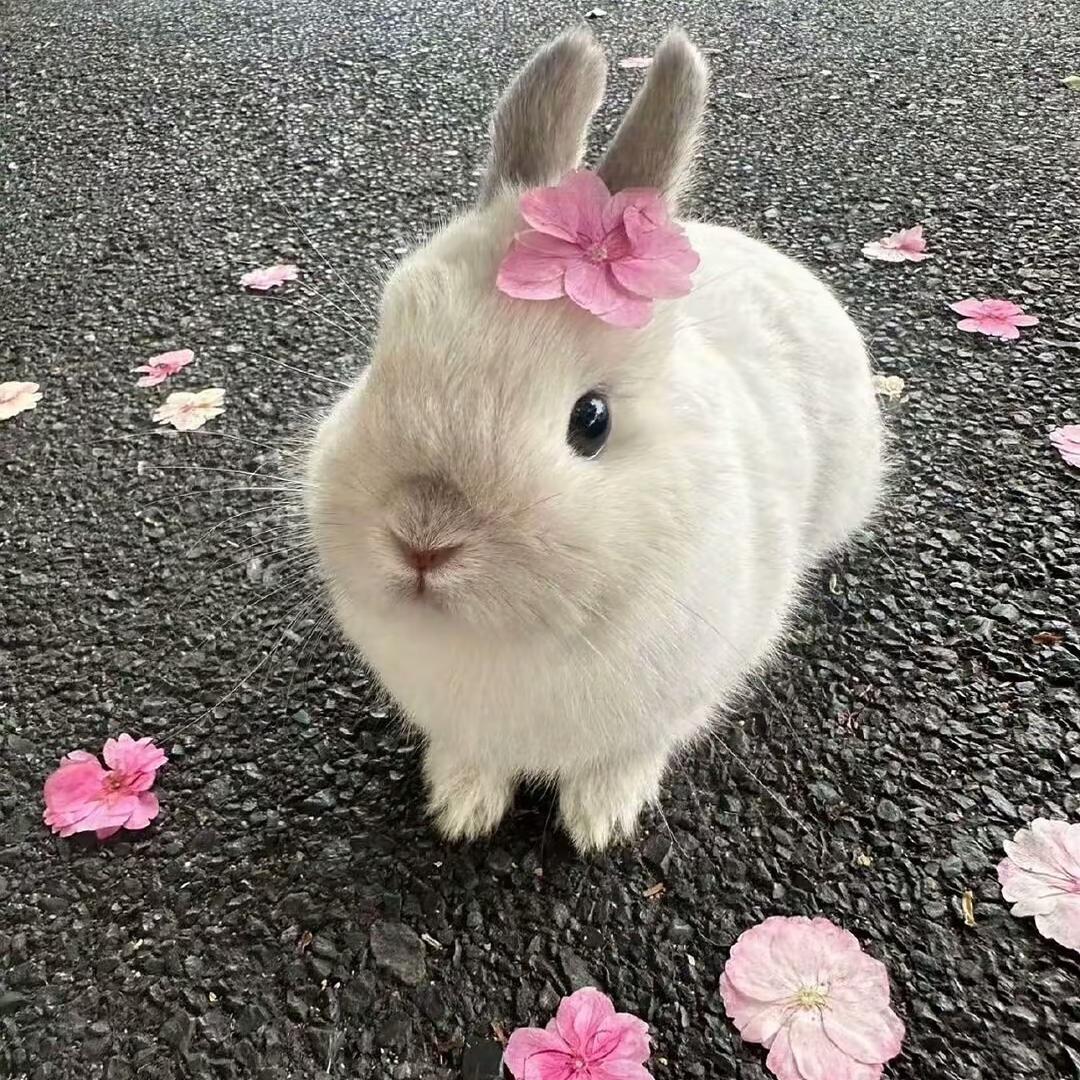 抑郁的蓝色泡芙