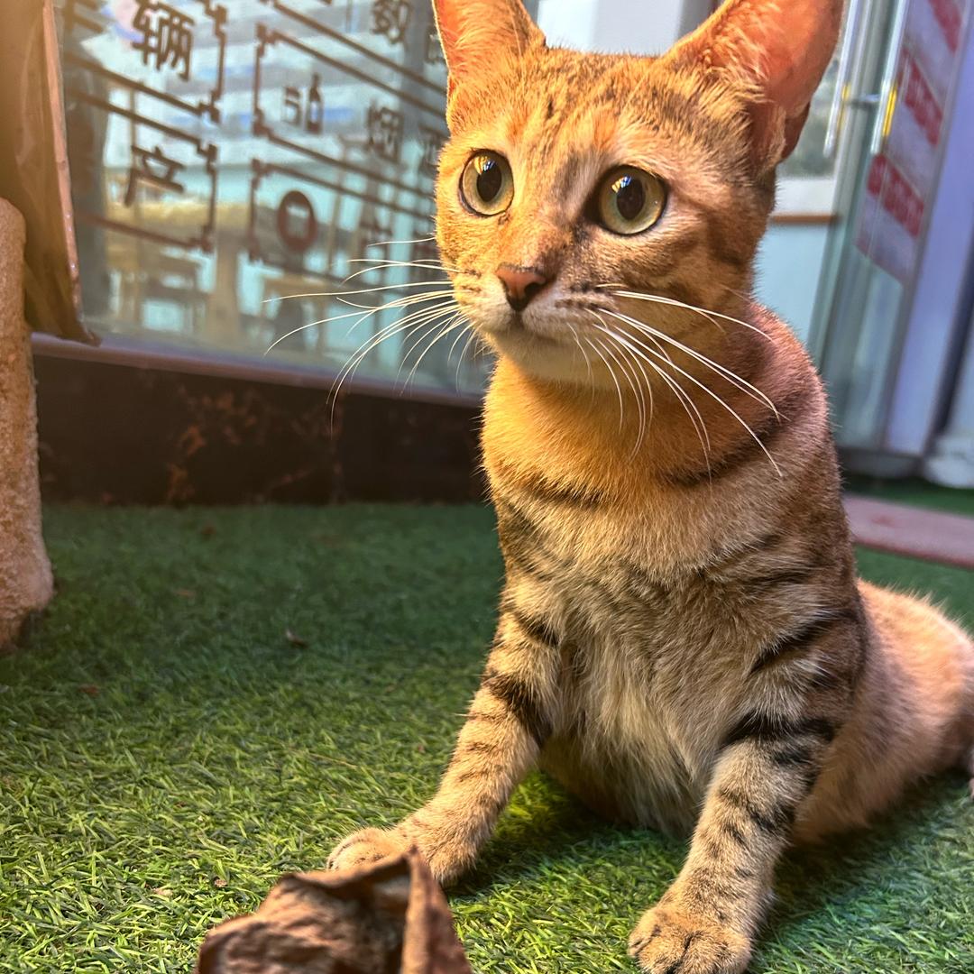 我是一只猫  名叫小眯🐱🐱