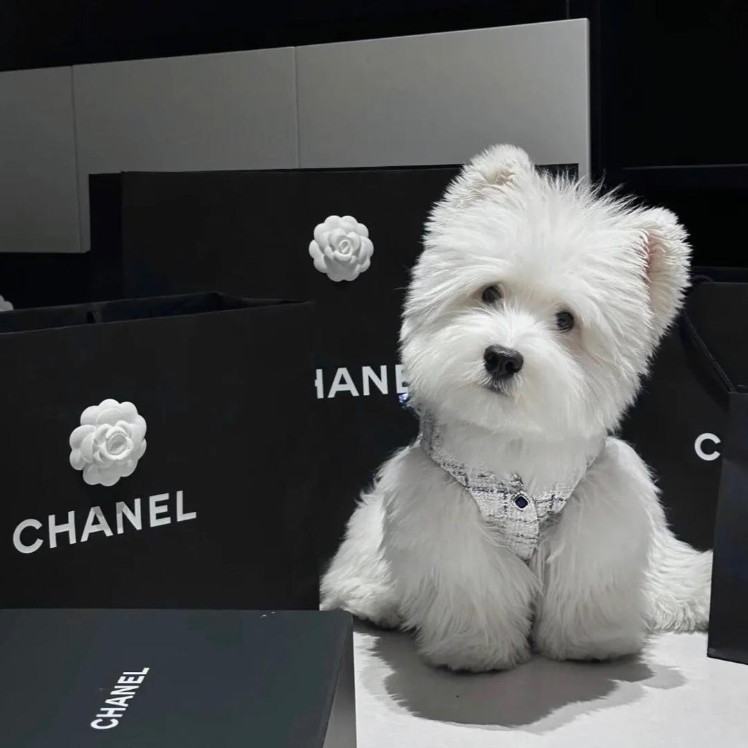 小🐶