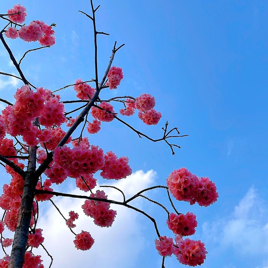 @失心疯