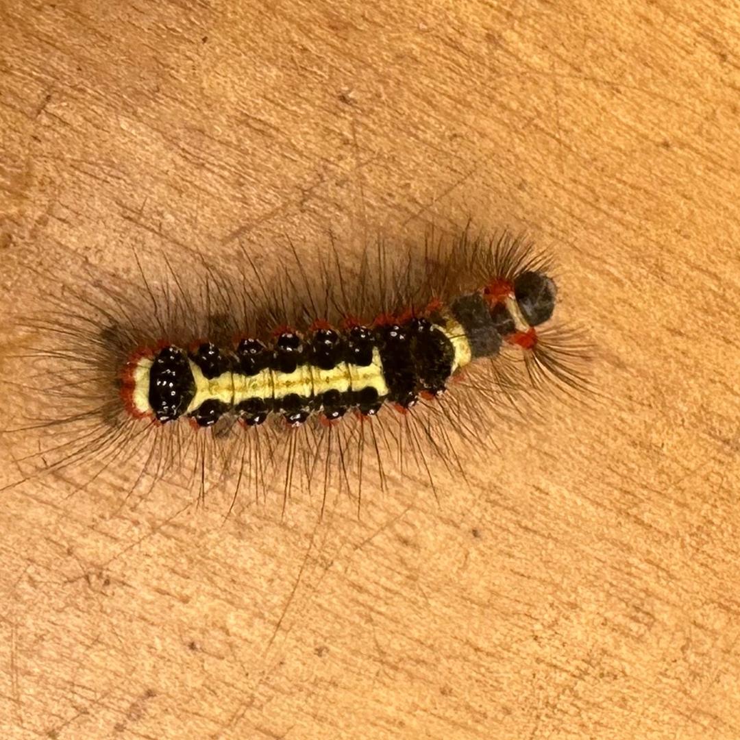 翡翠萝卜白玉堂