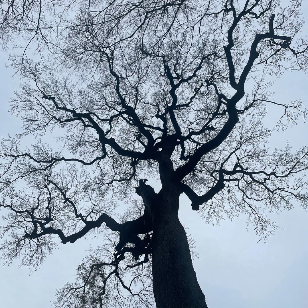 Mr.Bing