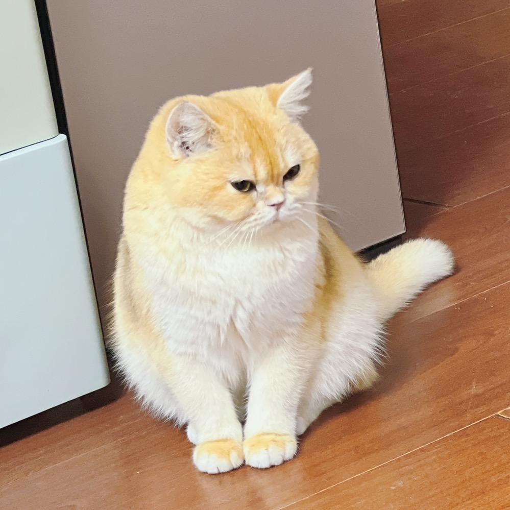 无锡大芸宠物（直播号）