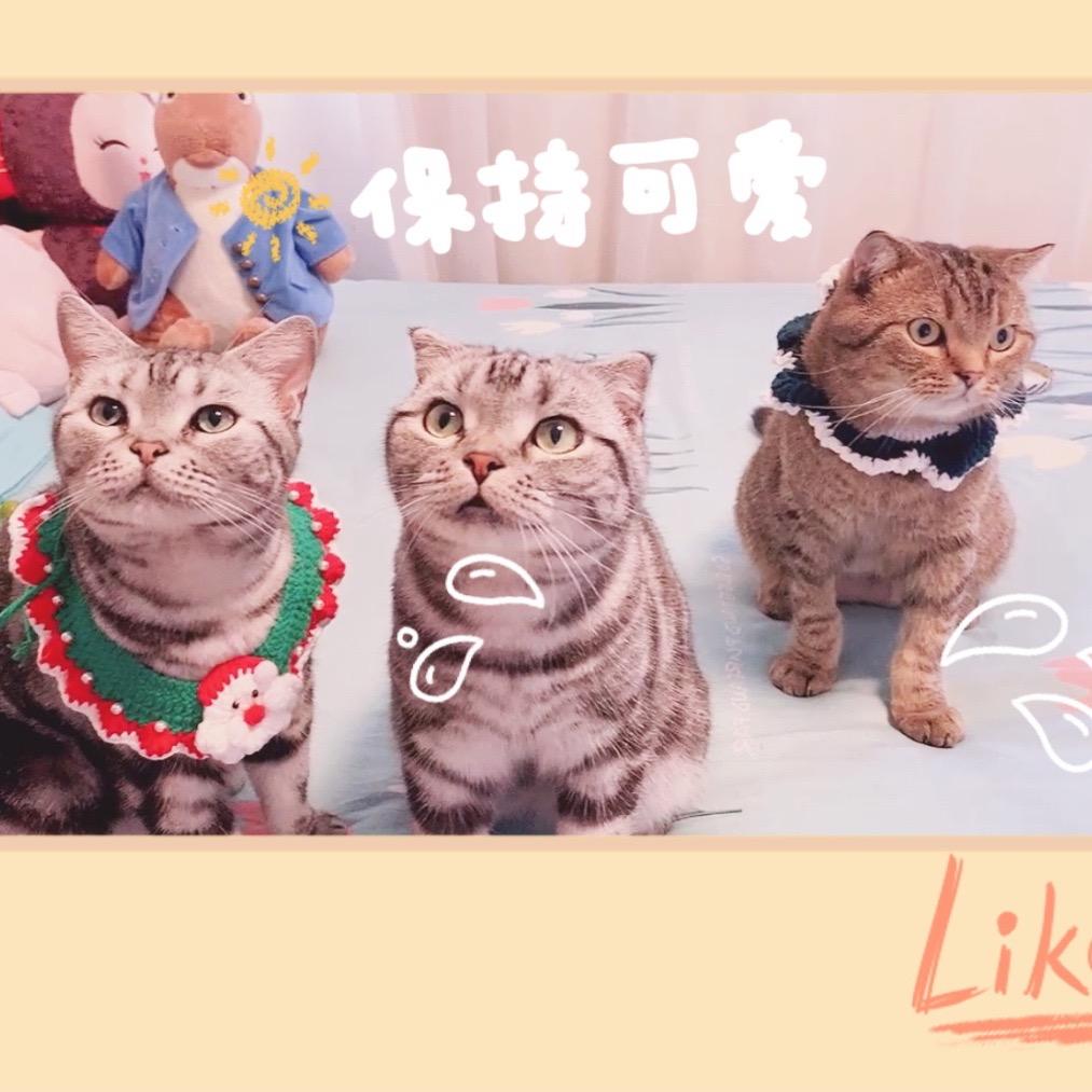 金宝🐱kitty