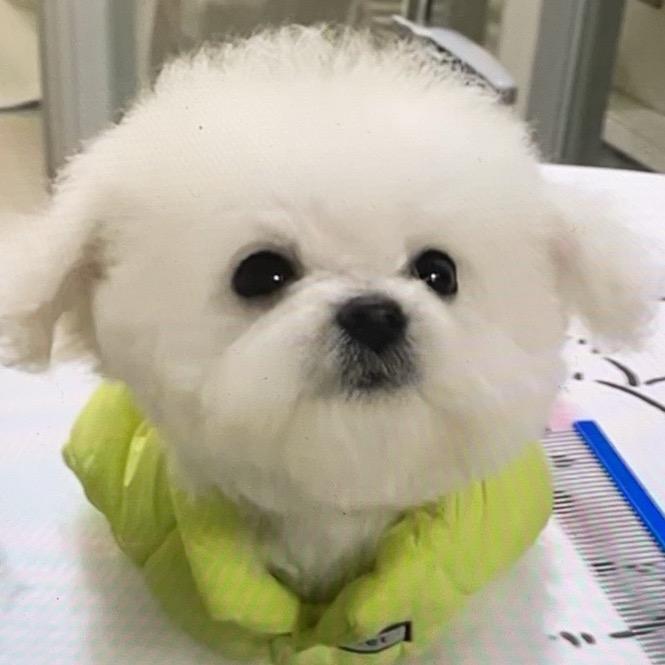 三只小白熊🐻‍❄️