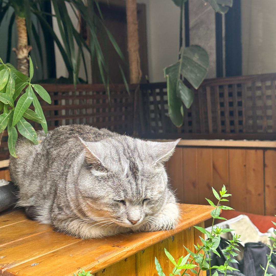 一颗胡萝卜.🥕