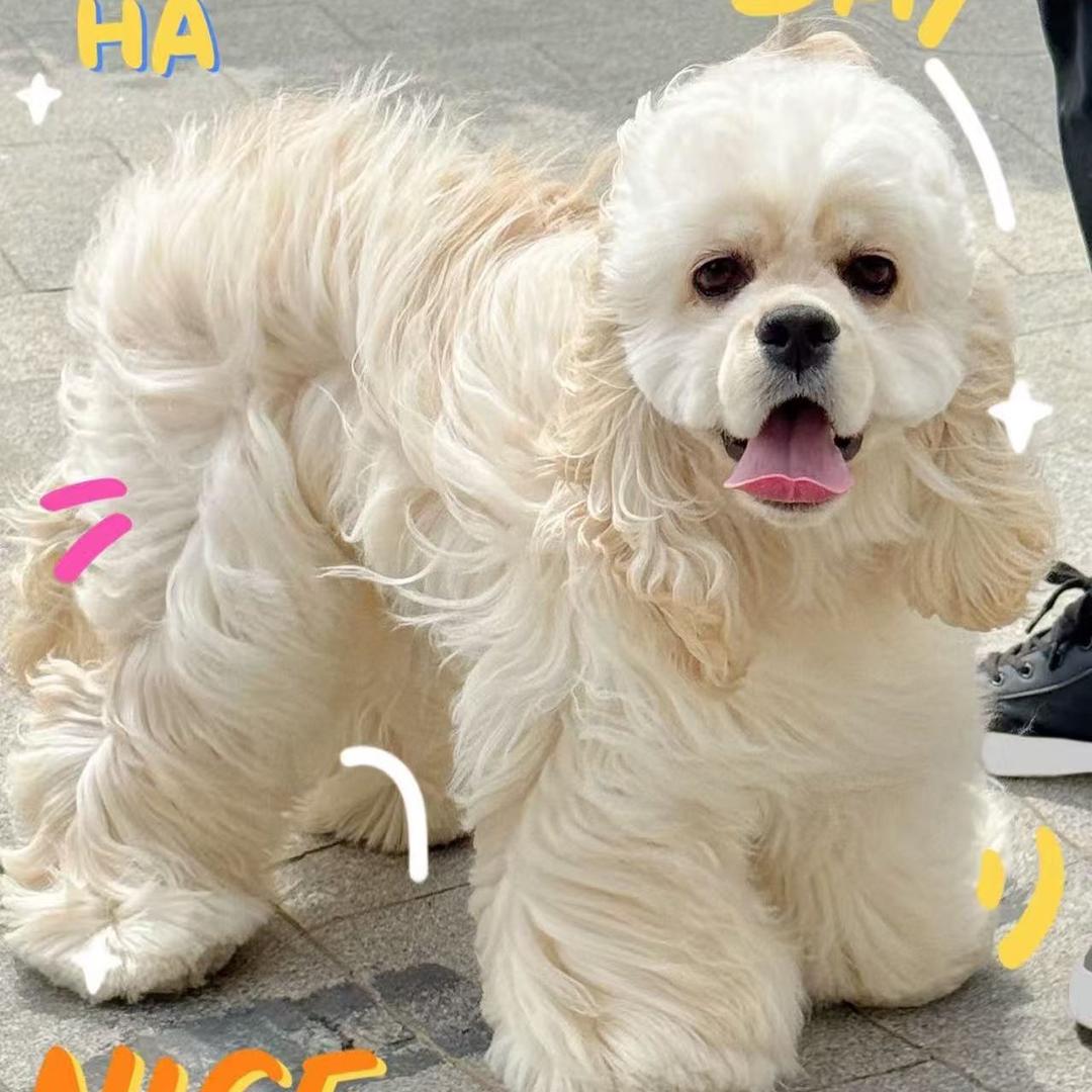 小马儿慢跑（美卡）