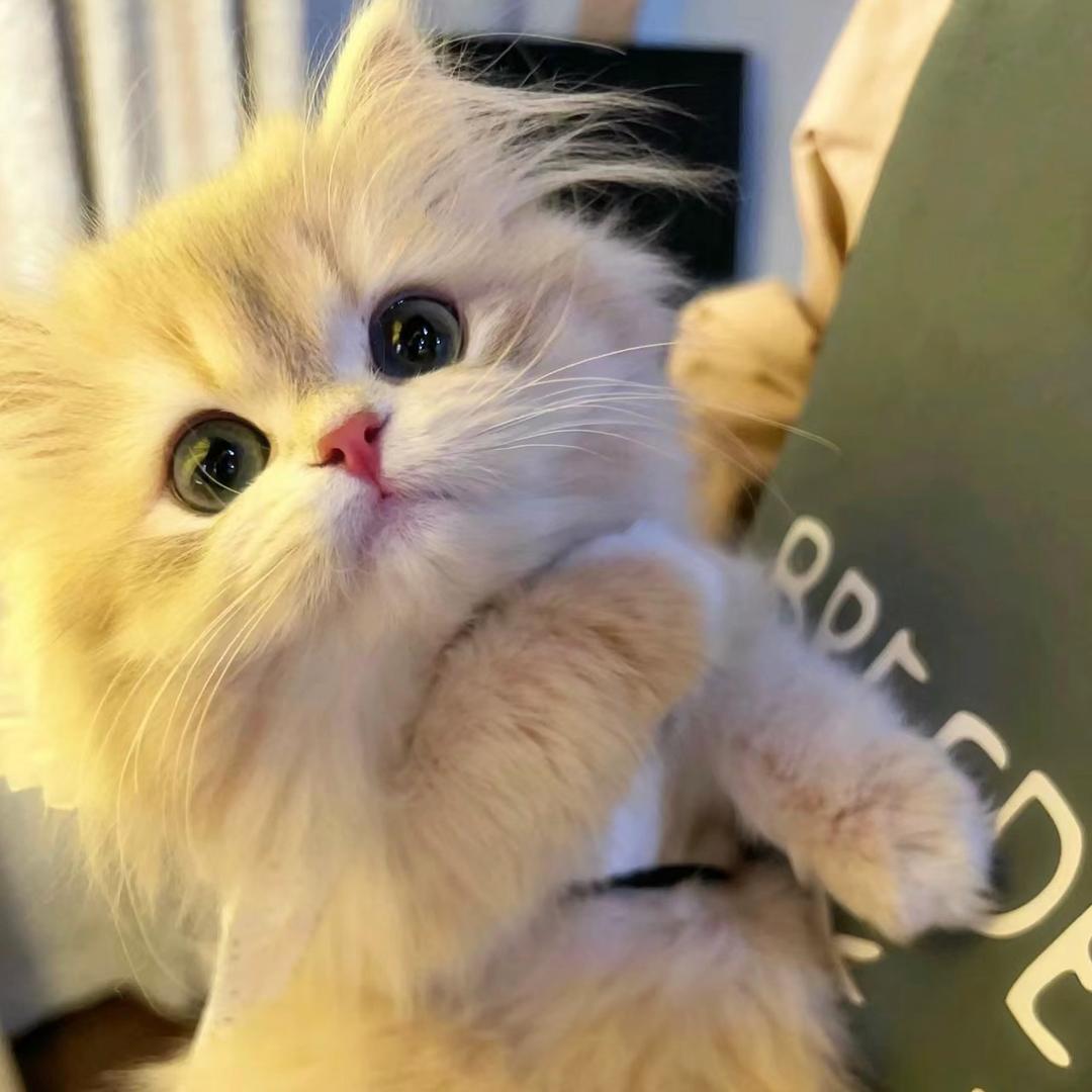 疯狂小栗子