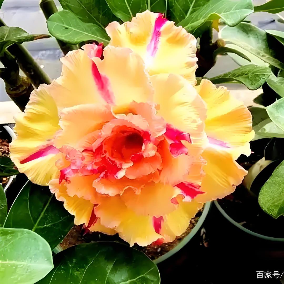 小玉沙漠玫瑰基地