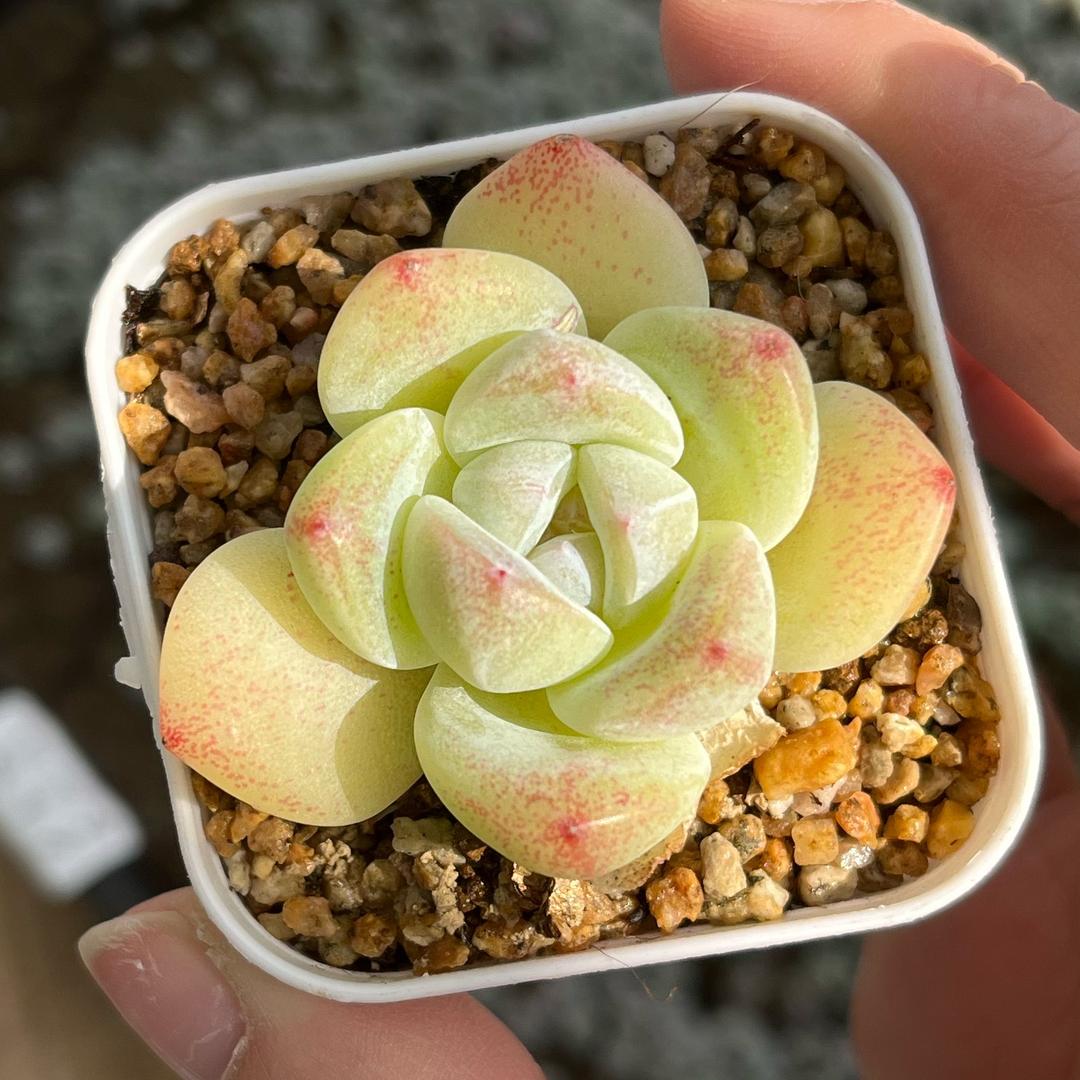 周周的多肉花盆
