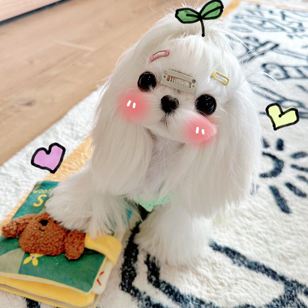 暴躁小锦李