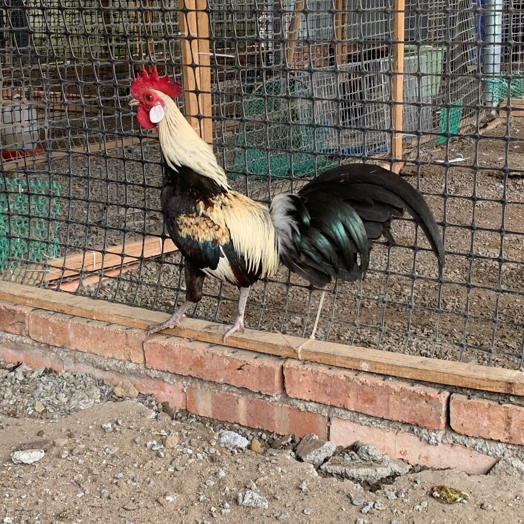 宁振轩观赏鸡中心