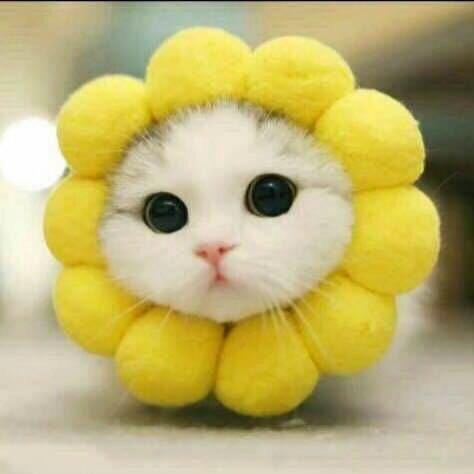 @是快乐吖