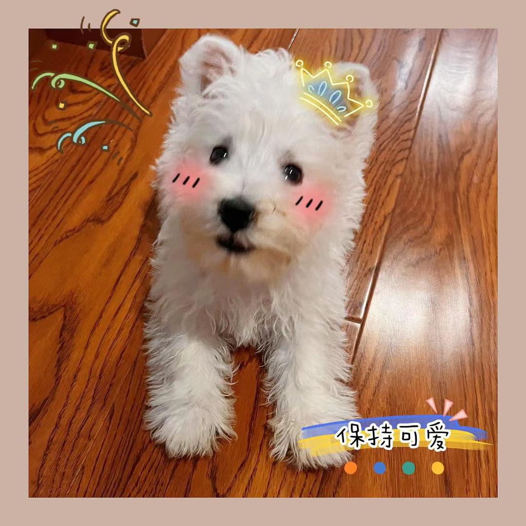 🌸💞Yuki来了🎀🐶