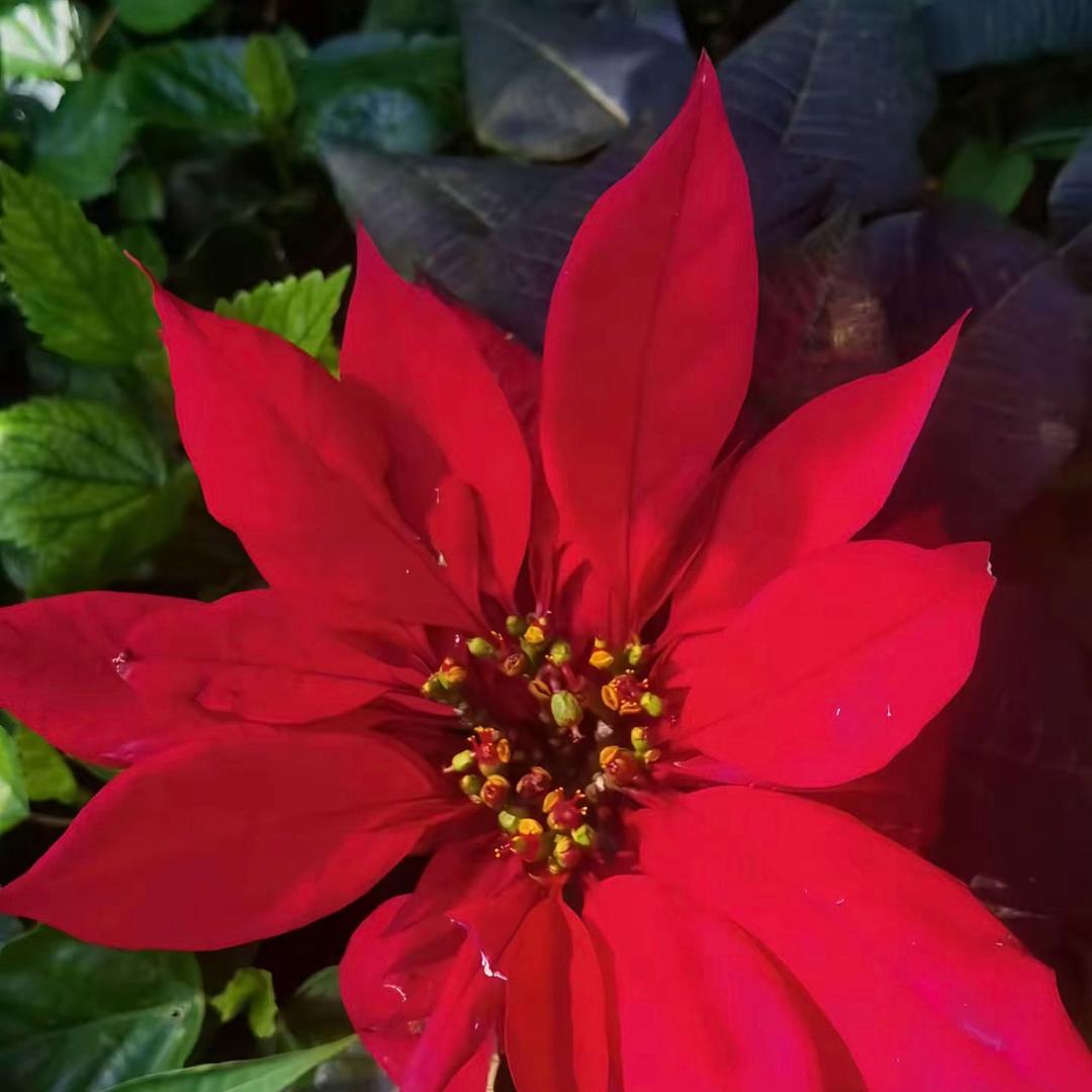 花儿开富贵来