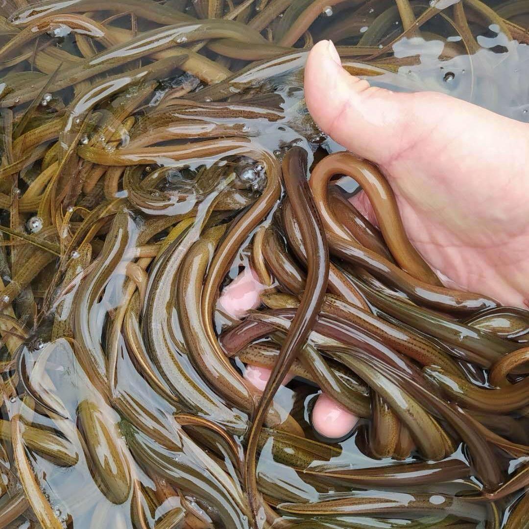 万亩水产养殖基地