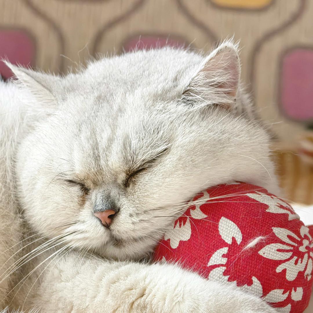 爱吃鱼的小翘嘴儿