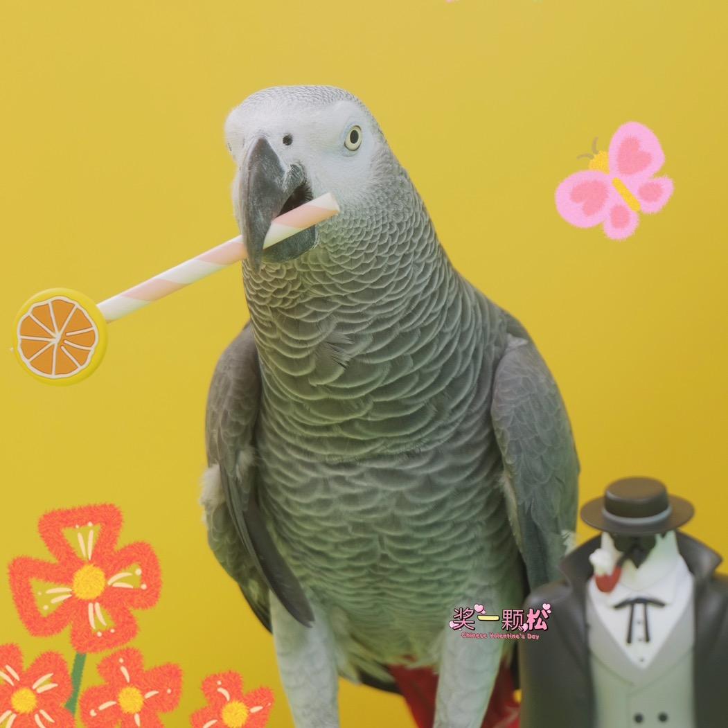 奖一颗松日常