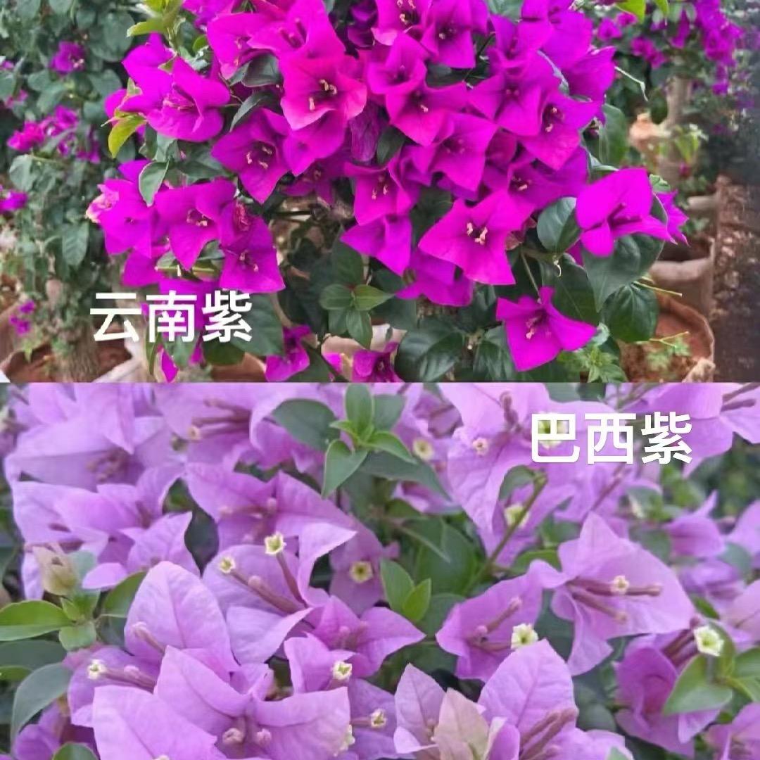 云南你养我花卉园