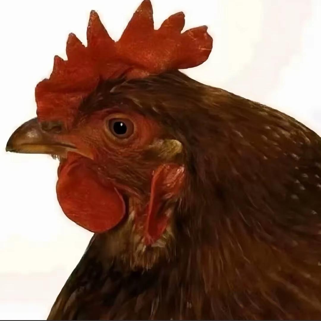 琦琦怪好看