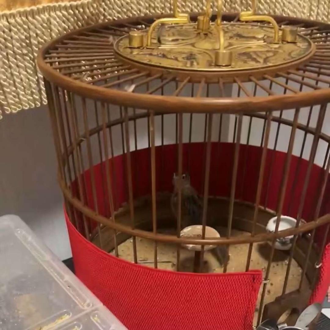 云雀又叫鱼鳞燕