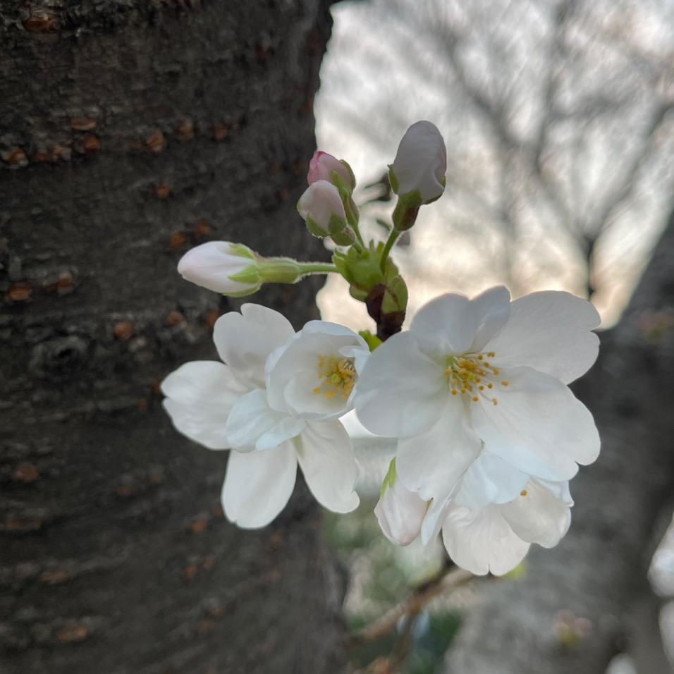 小松鼠🐿️🐿️