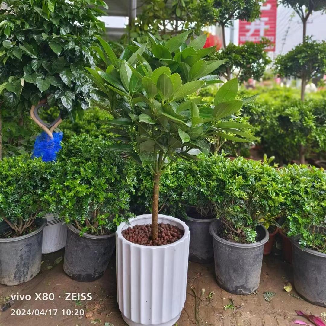 幸福花卉绿植批发