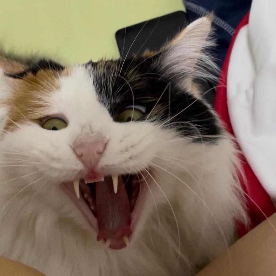 小猪羔子