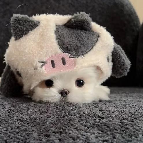 小黄鸭