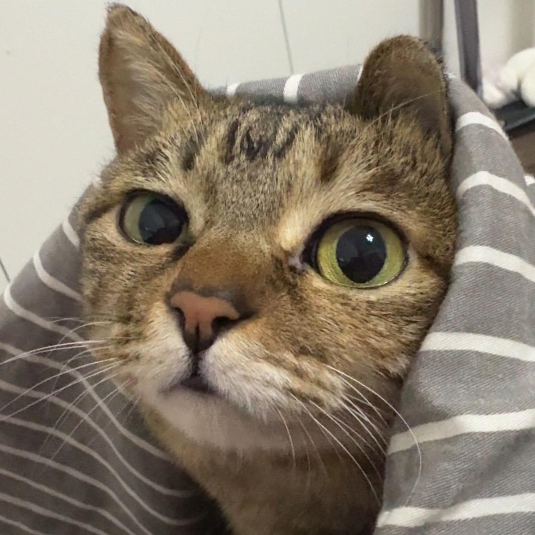 Summer Cat Nail夏日与猫