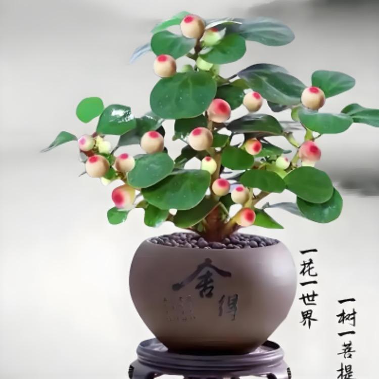 白茶清欢_