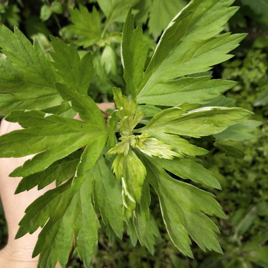 石磨绒张老师的头像