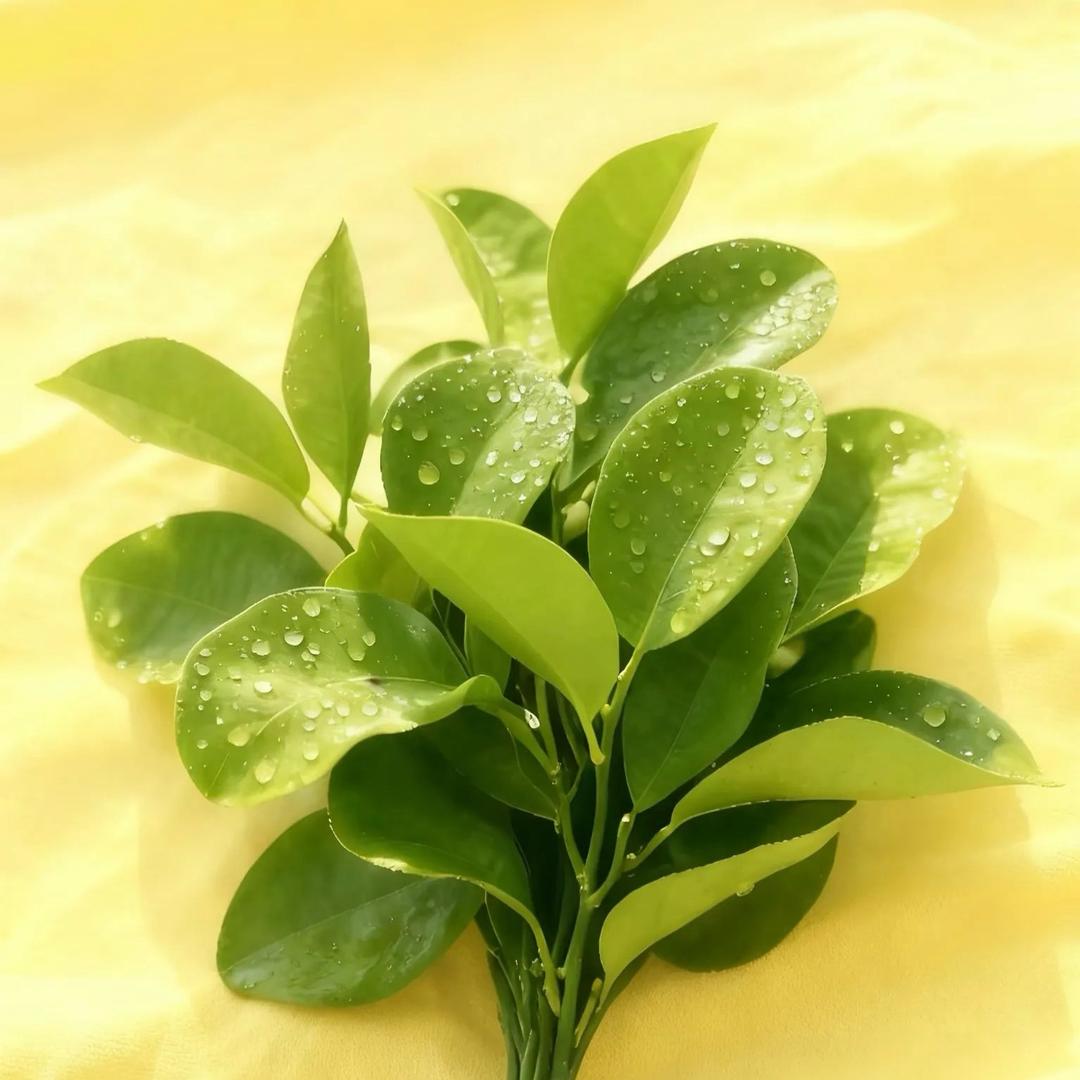 财神爷得心尖宝