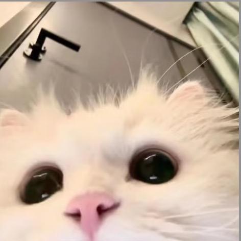 🐱